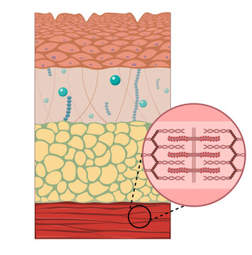 Human skin anatomy, illustration