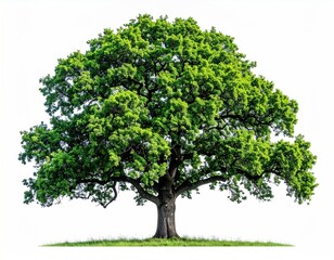 Obraz premium A lush, large tree with vibrant green foliage stands majestically against a stark white backdrop, casting a slight shadow