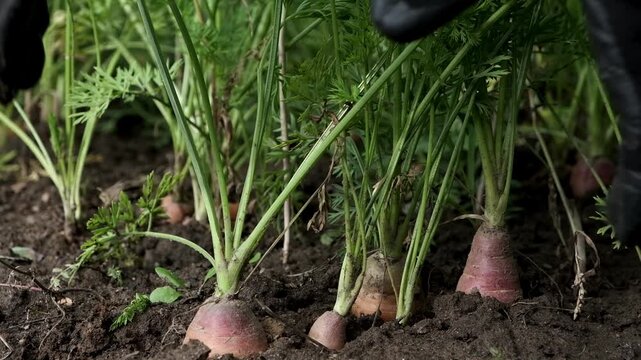 Farmers hands pulling fresh carrots out the ground. Farming vegatables