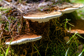 Artist's Conk grows on a stump in the forest
