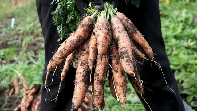 Fresh carrots on the farmers hands. Harvesting vegetables.