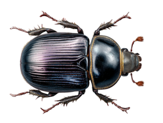 Top-Down View of Glossy Black Beetle with Reflective Shell, Isolated on Transparent Background.png