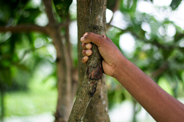 A persons hand grips a tree trunk in a lush green forest setting