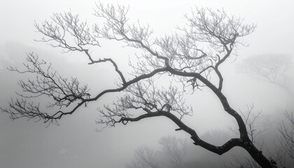 A majestic, bare tree's silhouette stands out against a dense, misty landscape, creating a serene and tranquil scene.