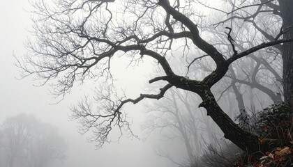 Bare, misty forest scene reveals gnarled branches reaching into a hazy atmosphere.