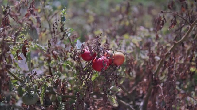 4K cinematic footage of resilient tomatoes thriving in a garden under extreme heat. A visual symbol of strength, survival, and nature&rsquo;s power against climate challenges.
