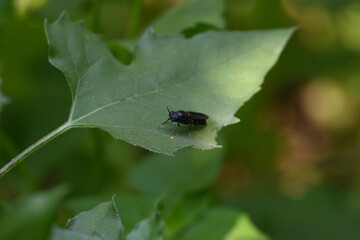 Hermetia illucens or black soldier fly. This fly sitting on the green leaf. It is a common and widespread fly of the family Stratiomyidae.