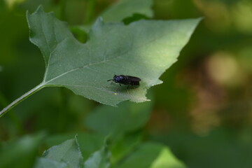 Hermetia illucens or black soldier fly. This fly sitting on the green leaf. It is a common and widespread fly of the family Stratiomyidae.
