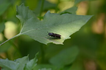 Hermetia illucens or black soldier fly. This fly sitting on the green leaf. It is a common and widespread fly of the family Stratiomyidae.