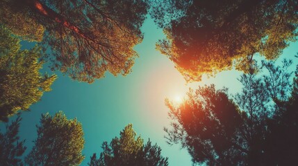 Sunlight filtering through a dense pine forest canopy