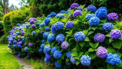 Vibrant hydrangea hedge in a garden