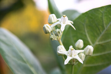 White crown flower blooming on giant milkweed in Florida garden
