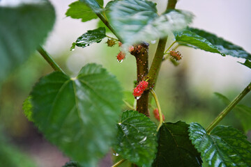 Ripening red mulberries on branch with raindrops