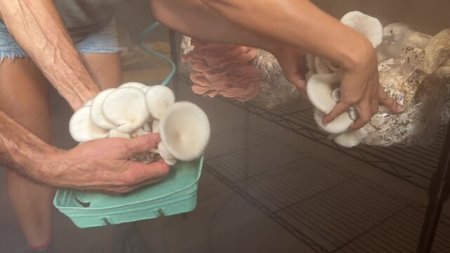 Two people harvesting vibrant pink oyster mushrooms