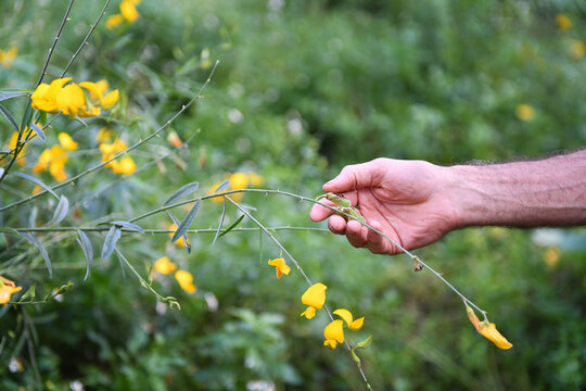 Hand holding stem of rattlebox flowers in Central Florida field