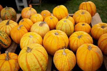 Many striped pumpkins arranged on wooden crates for fall display