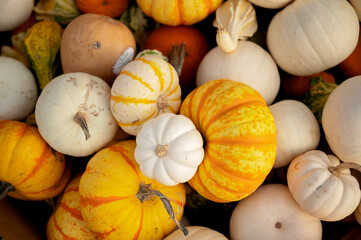Assorted mini pumpkins and gourds in fall-themed colors
