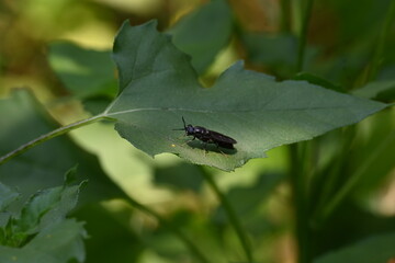 Hermetia illucens or black soldier fly. This fly sitting on the green leaf. It is a common and widespread fly of the family Stratiomyidae.