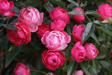 Blushing roses in full bloom