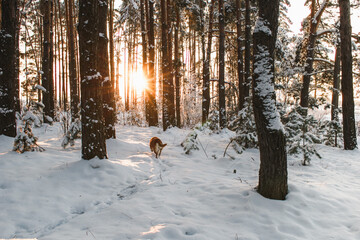 A winter forest at sunset with a dog heading through snowdrifts