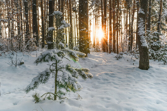 A snow-covered Christmas tree in the sunlight in the winter forest.
