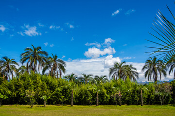 Obraz premium palmeto