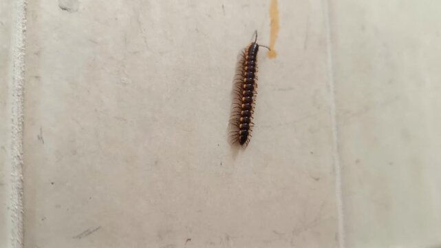 Footage of a millipede or Millipede of the species&nbsp;Oxidus gracilis, also known as stardust, crawling on a wall surface.