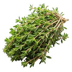 green plant isolated on white background