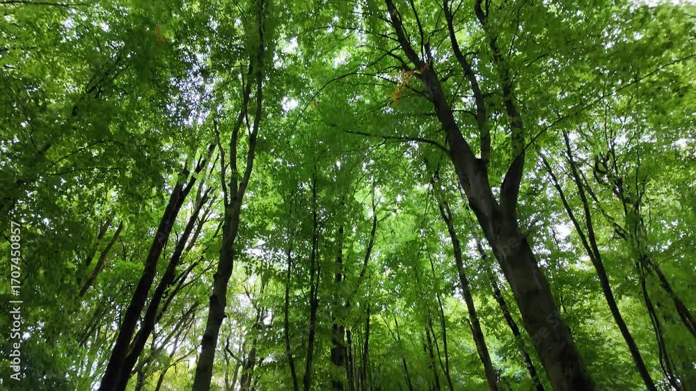 Poster low angle view of tall trees forming green forest canopy with sunlight filtering through leaves