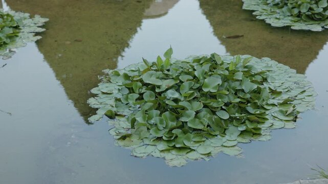 Lilies Over Pond In Romanian Queen Maria Palace Botanical Park In Balchik City, Bulgaria, Low Angle Shot