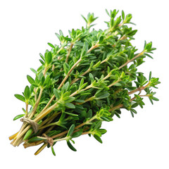 green plant isolated on white background