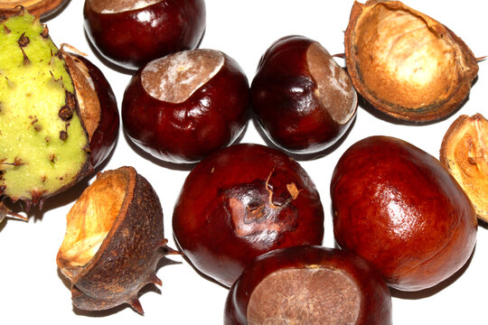 Close up of horse chestnut seed conkers on white background