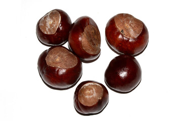 Close up of horse chestnut seed conkers on white background