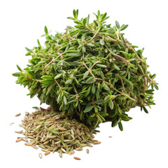 green plant isolated on white background