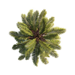 Bird's-eye view of a lush palm tree crown