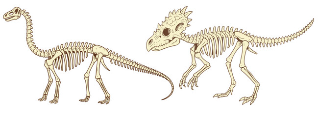 Diplodocus, dracorex dinosaur skeleton set. Vector illustration of dino prehistoric fossil. Fossilized herbivore, carnivore dinosaurs remains. Paleontology scientific theme drawing