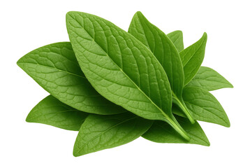 Whole comfrey leaves in a small heap