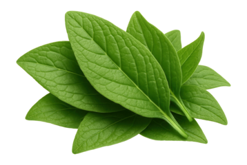 Whole comfrey leaves in a small heap