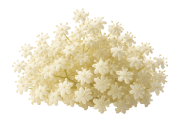 Whole elderflower blossoms in a small pile