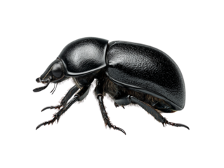Shiny Black Beetle in Side Profile, Detailed Exoskeleton, Isolated on Transparent Background.png