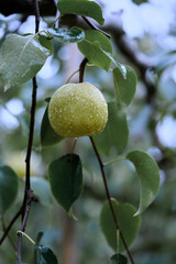 Woman using bamboo basket to pick fresh pears in orchard
