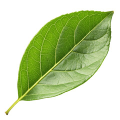Obraz premium Green leaf isolated on transparent background 