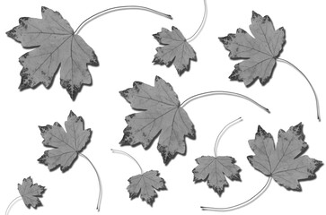 autumn dry maple leaves on a white background. fallen maple leaf. black and white image