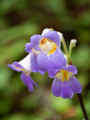 青紫のプリムリナんんの花
