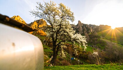 Spring blossoms in a mountain valley
