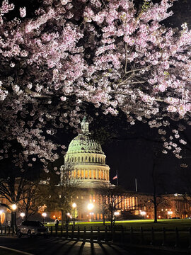 captiol building with cherry blossoms at night