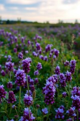 Obraz premium Golden Hour Field Purple Flowers