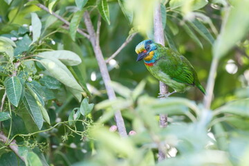 Colorful Taiwan Barbet Resting Among Leaves in Taipei