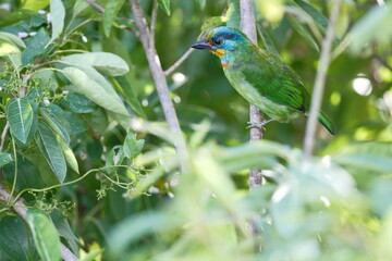 Taiwan Barbet Perched on Tree Branch with Green Foliage in Taipei