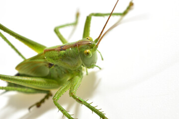 The green grasshopper, or common grasshopper, is a species of insect from the family True grasshoppers of the order Orthoptera.